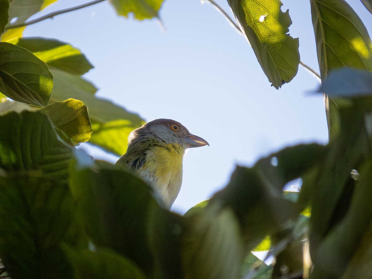 Rufous-browed Peppershrike - ML657110442