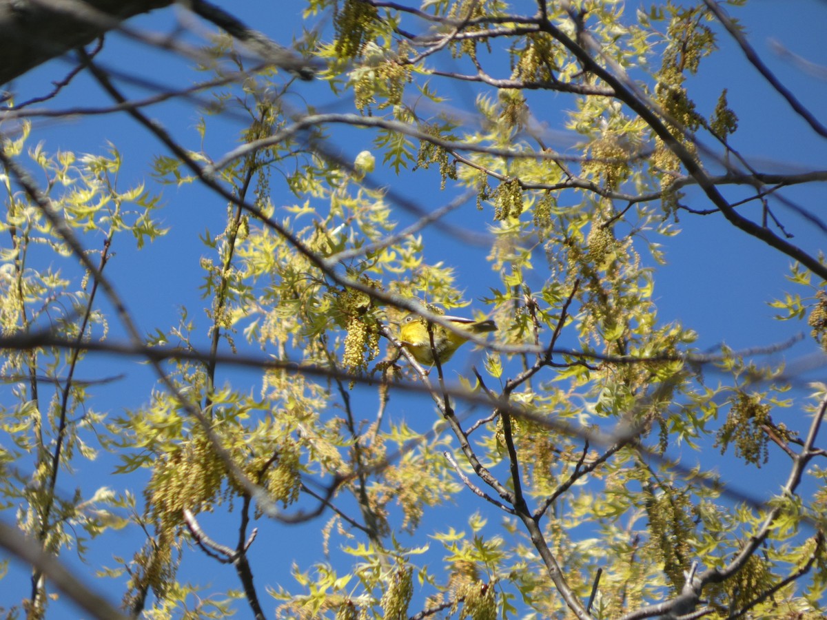 Nashville Warbler - ML657110443