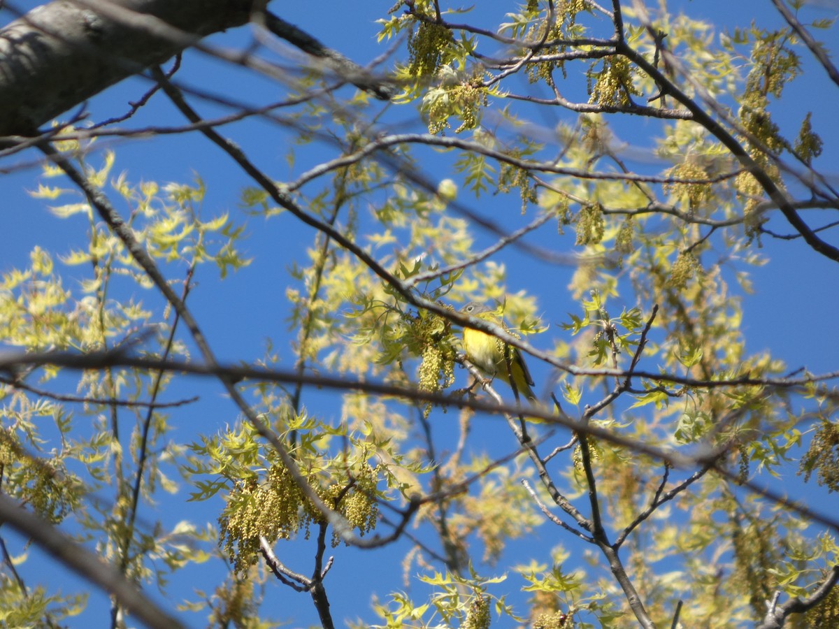 Nashville Warbler - ML657110444