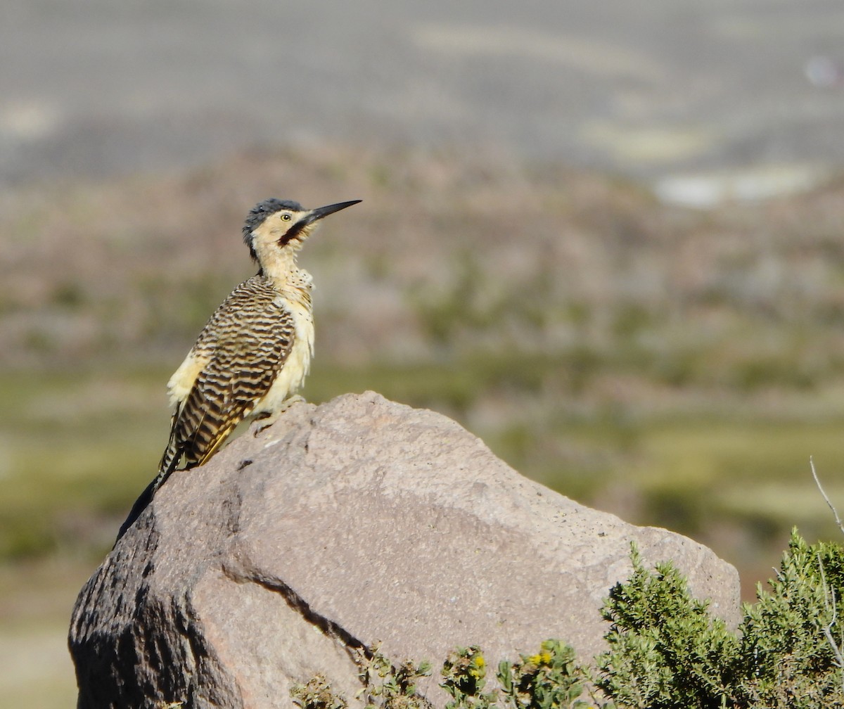 Andean Flicker - ML657110445