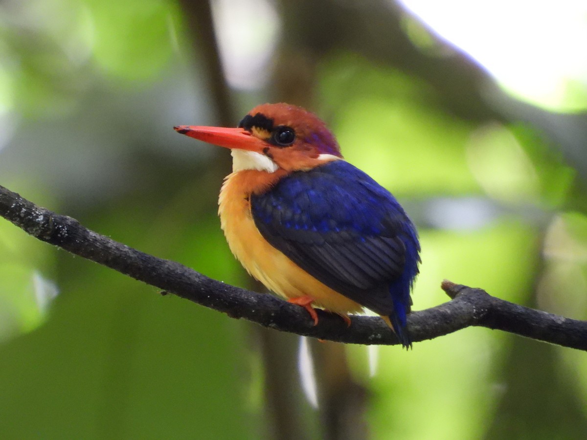 African Dwarf Kingfisher - ML657110451