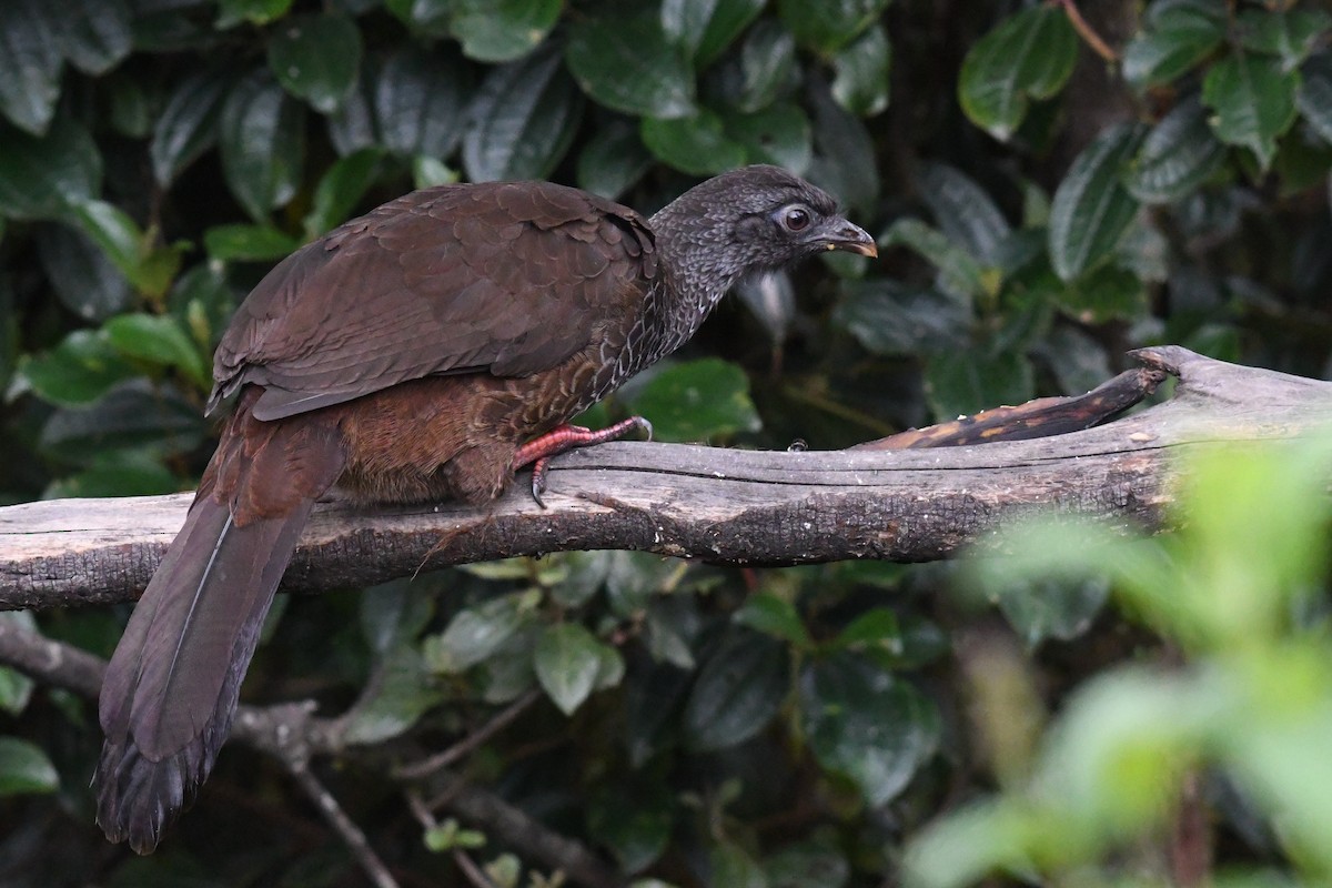 Andean Guan - ML657110453