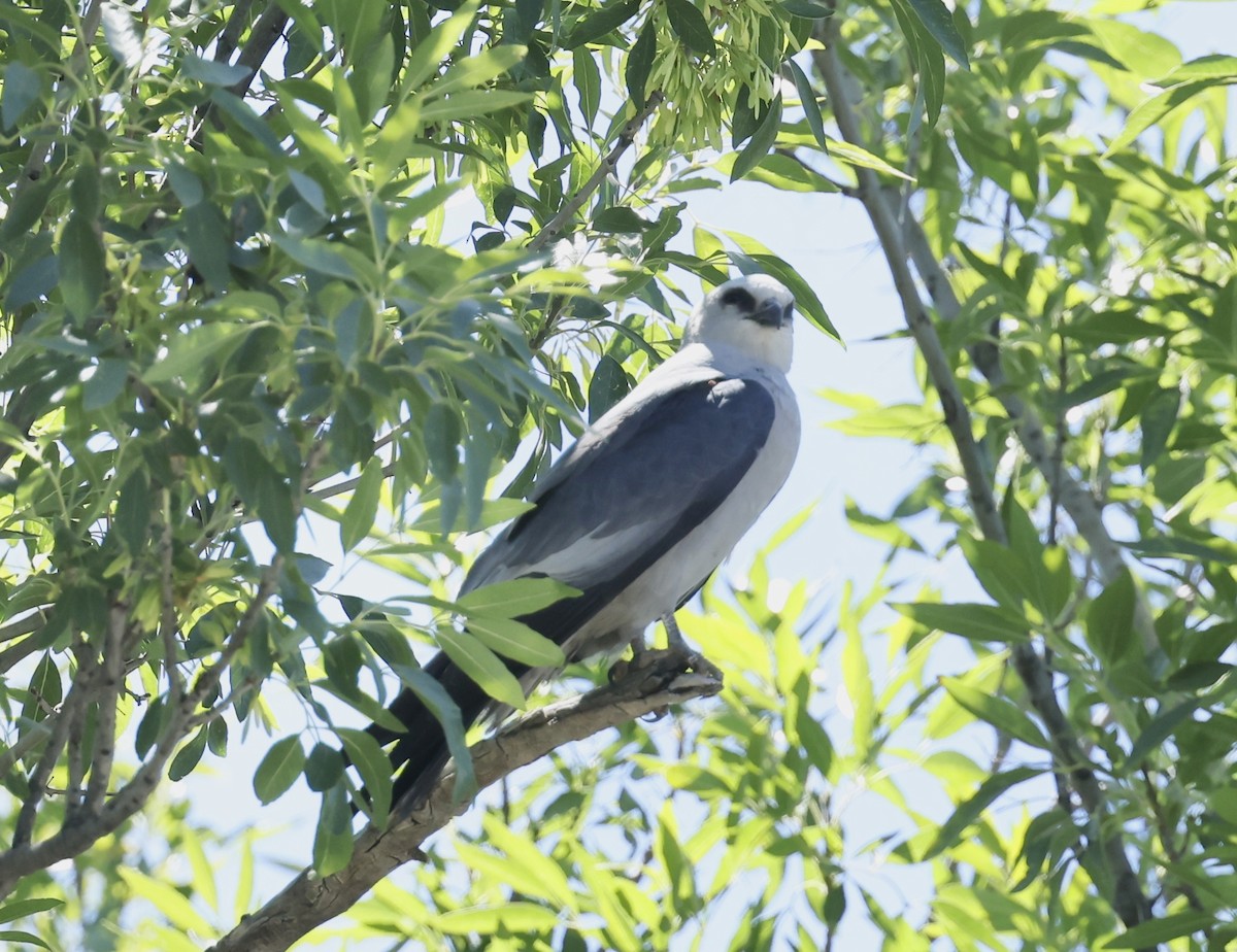 Mississippi Kite - ML657110457