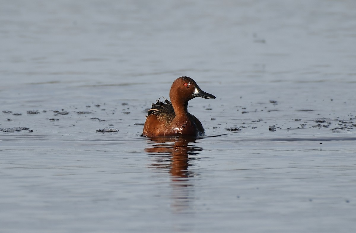 Cinnamon Teal - ML657110458