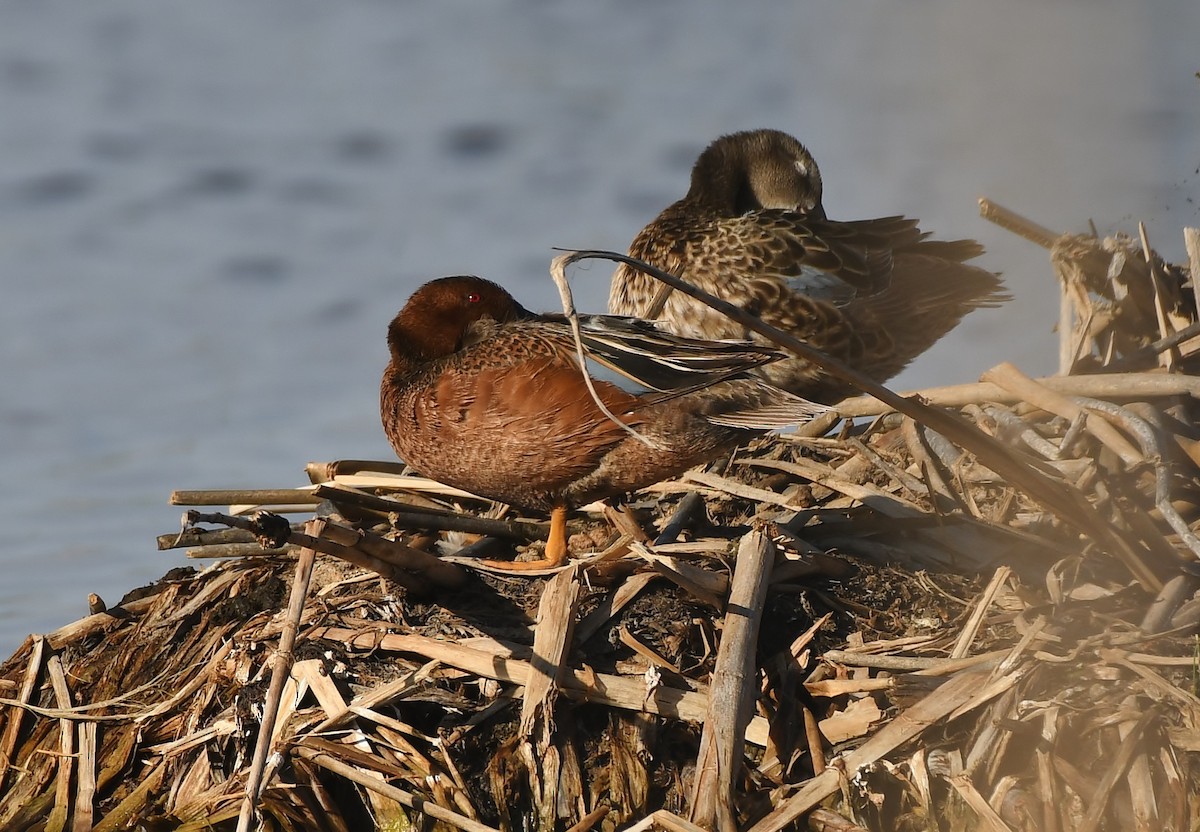Cinnamon Teal - ML657110459
