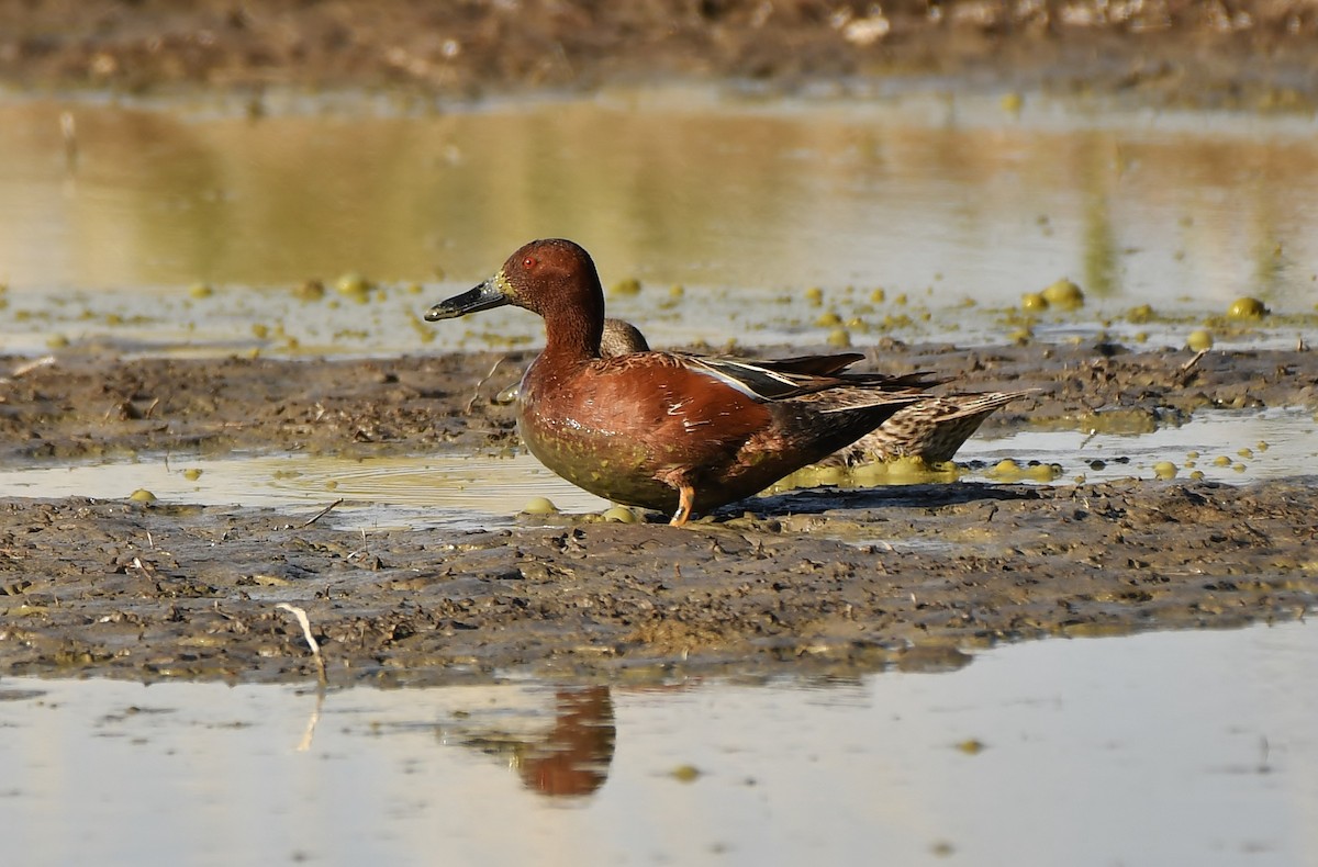 Cinnamon Teal - ML657110460