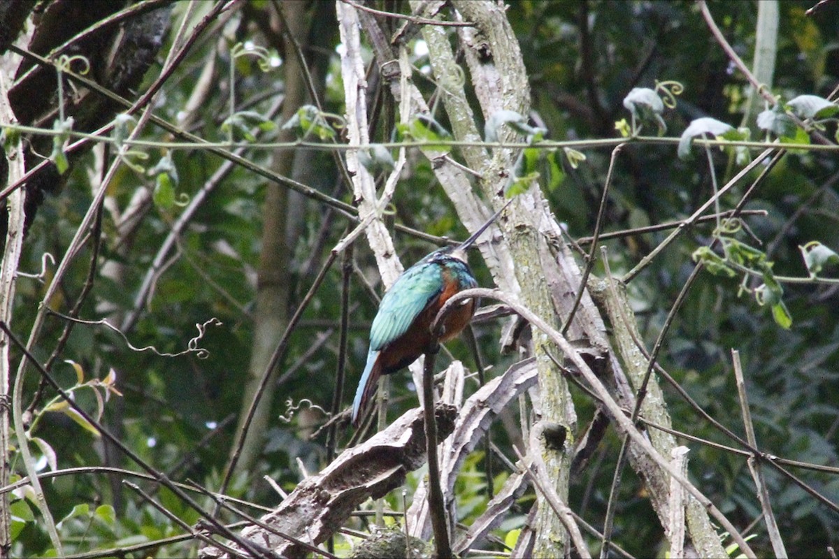 Rufous-tailed Jacamar - ML657110464