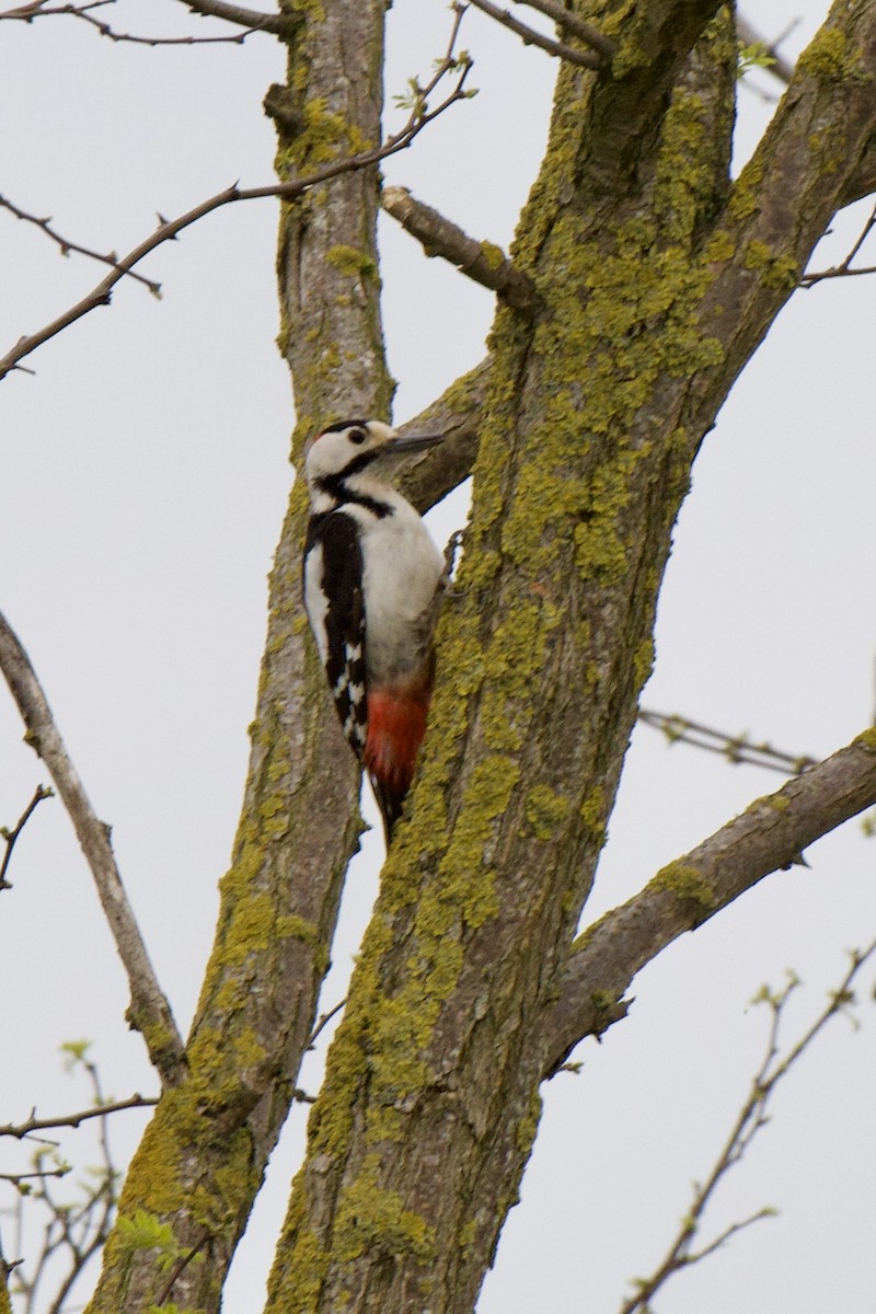 Syrian Woodpecker - ML657110465