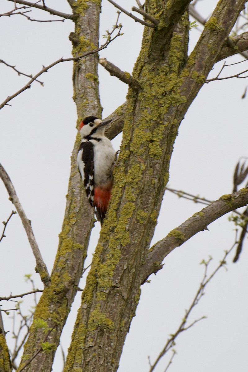 Syrian Woodpecker - ML657110466