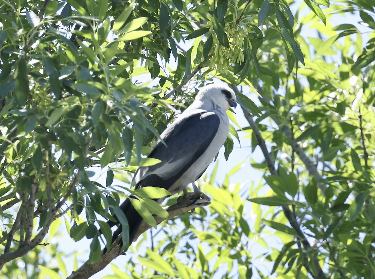 Mississippi Kite - ML657110473