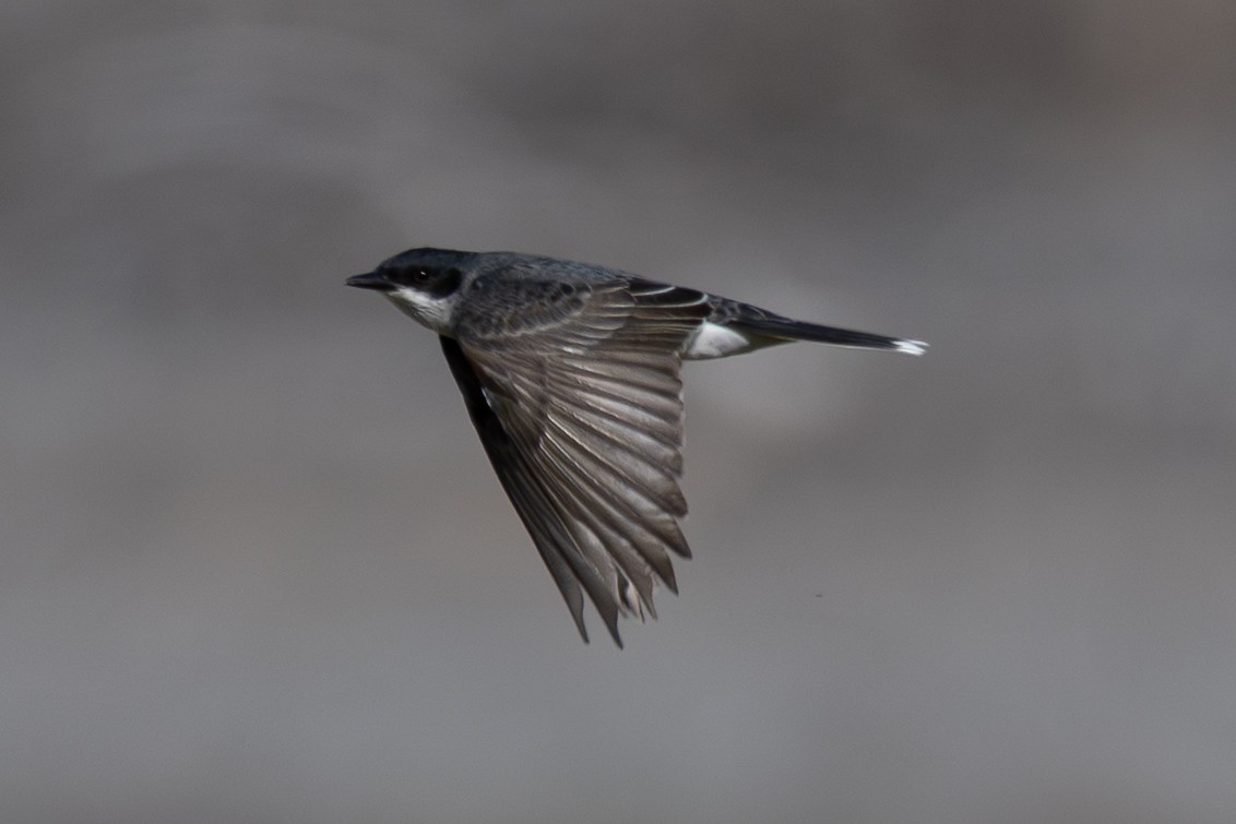 Eastern Kingbird - ML657110477
