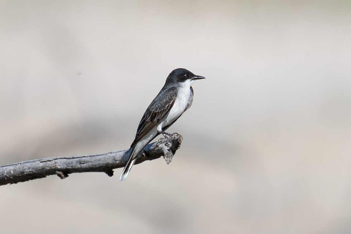 Eastern Kingbird - ML657110478