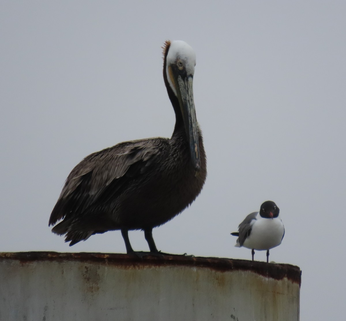 Brown Pelican - ML657110479