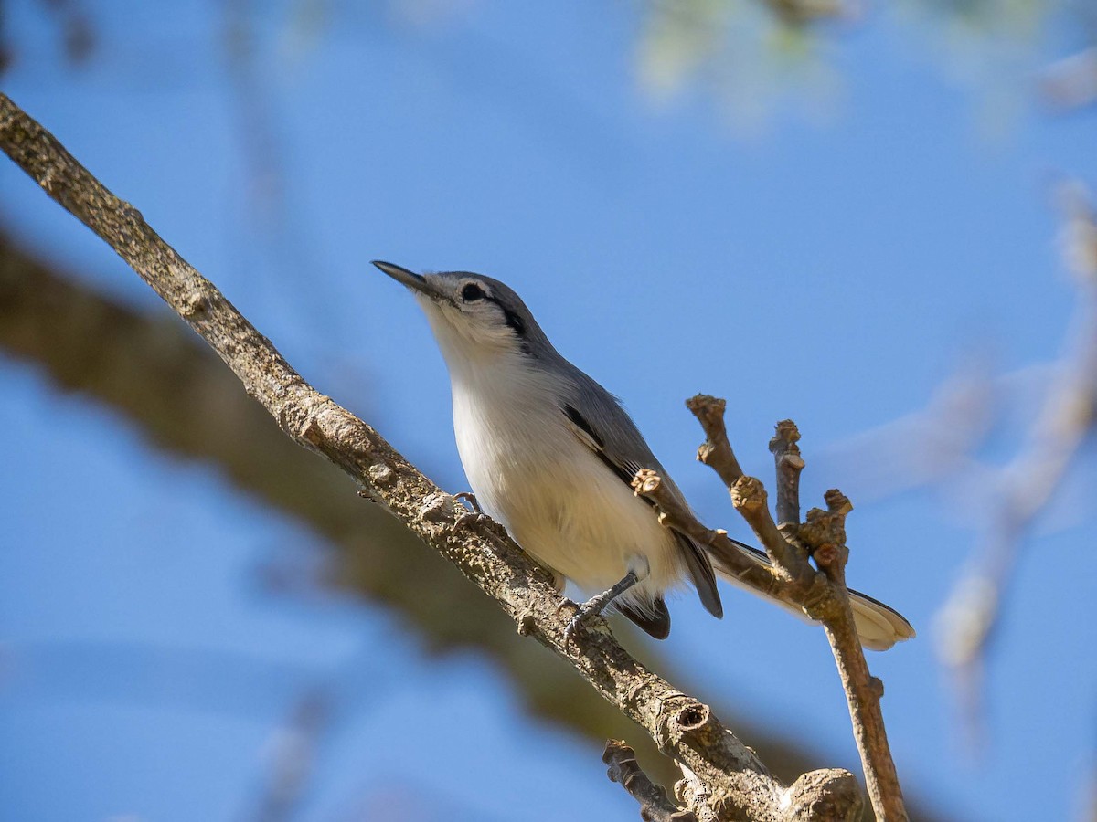 Masked Gnatcatcher - ML657110516