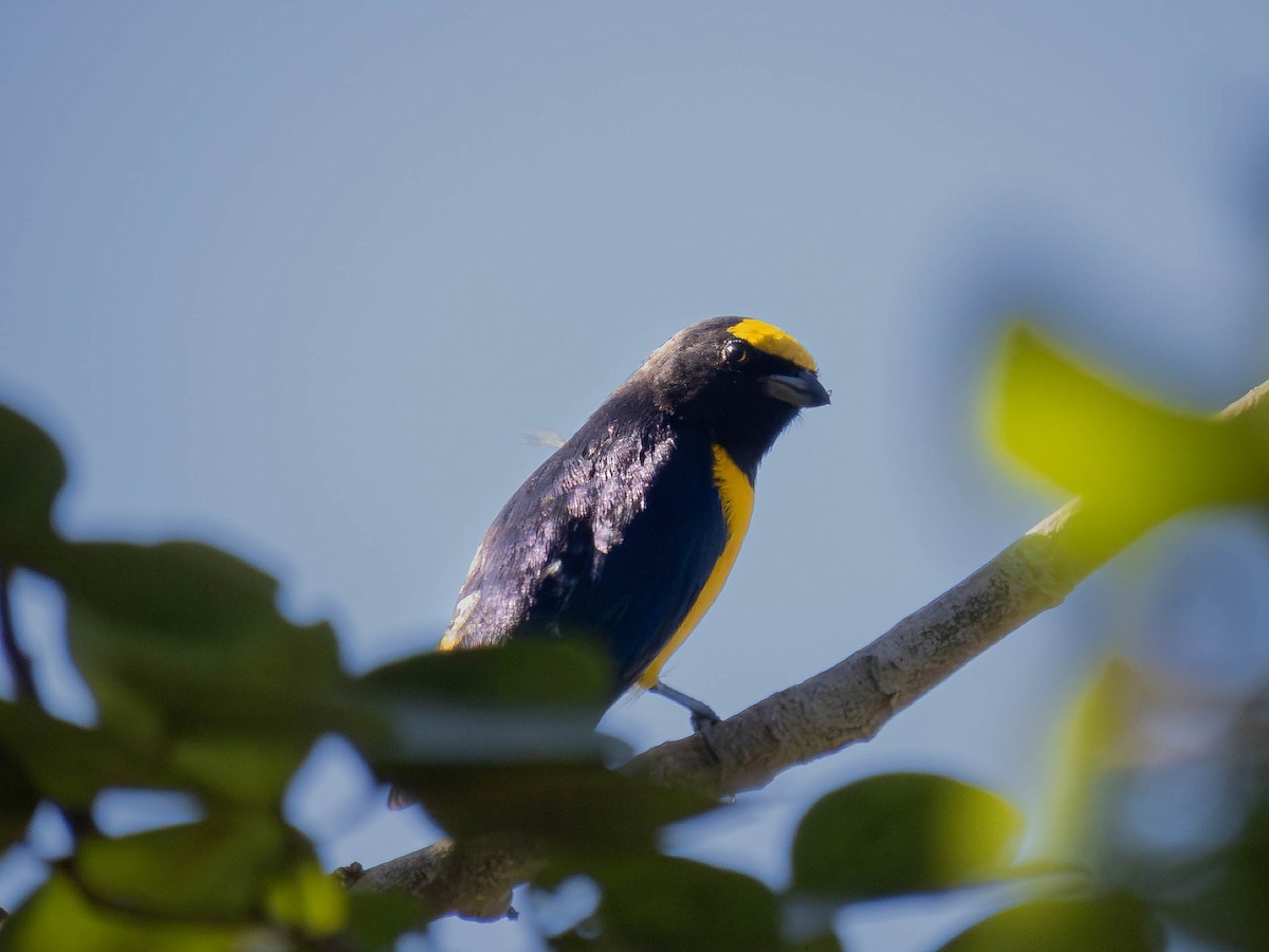 Purple-throated Euphonia - ML657110556