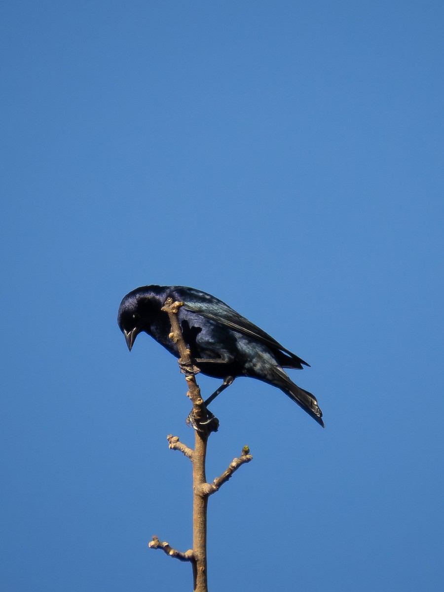Shiny Cowbird - ML657110592