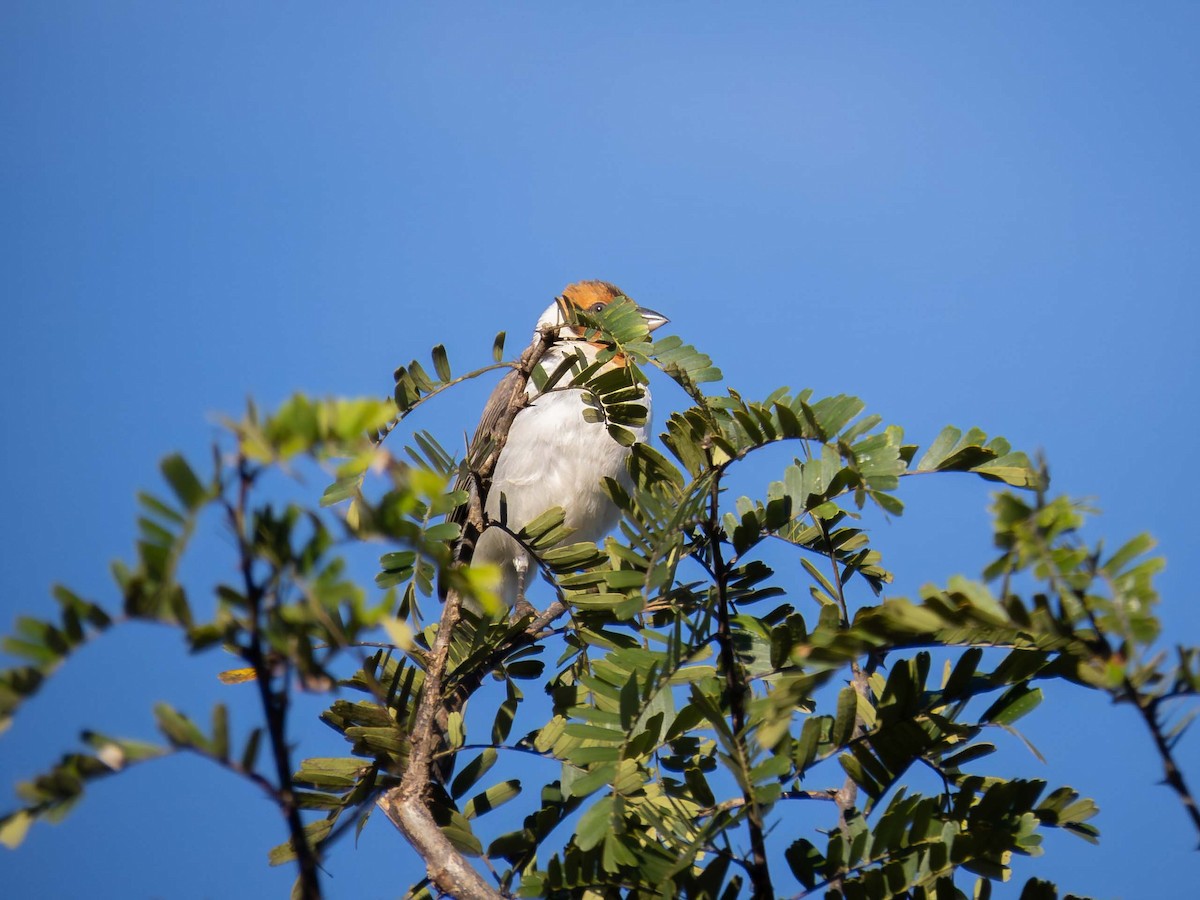 Red-cowled Cardinal - ML657110651