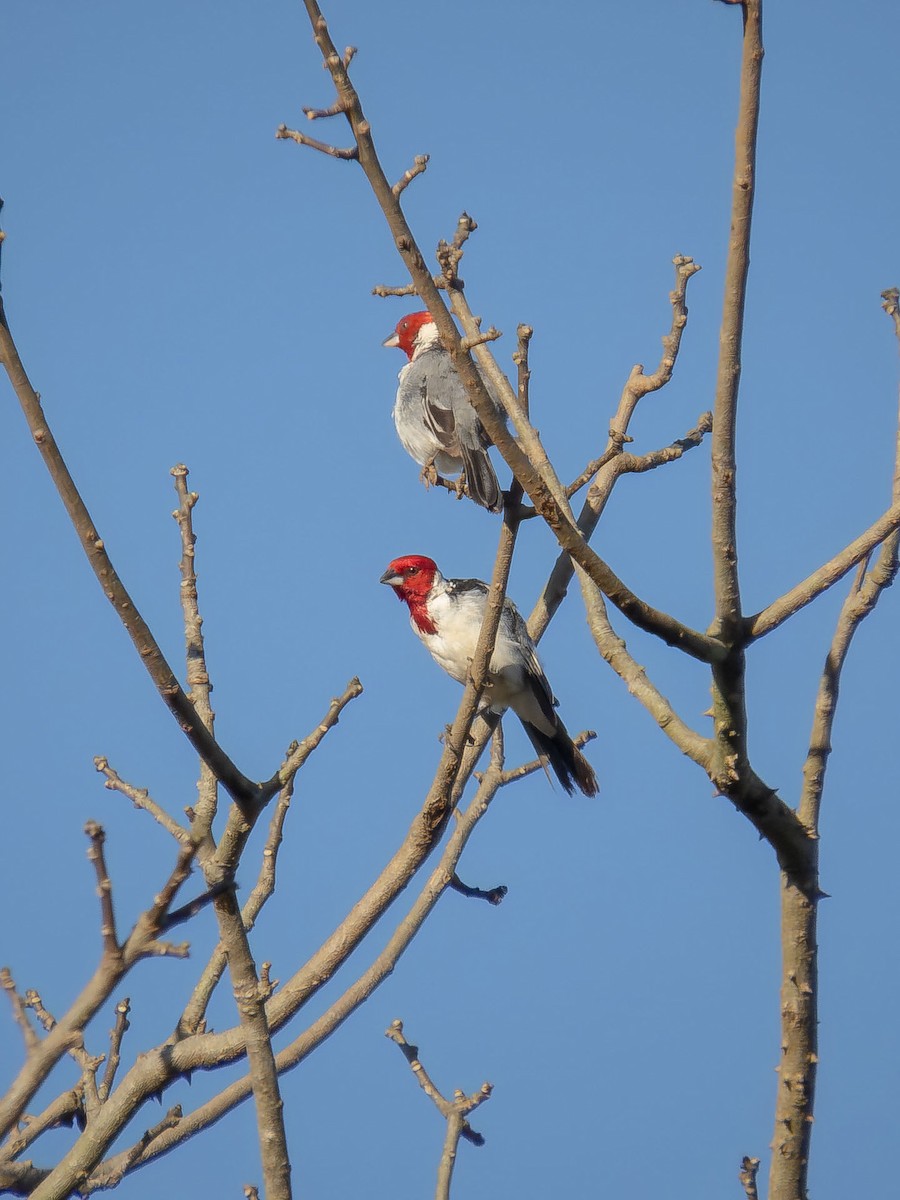 Red-cowled Cardinal - ML657110652