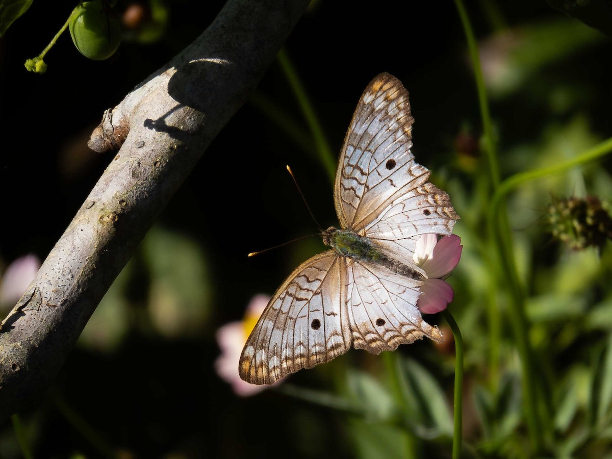 Insects - ML657110706