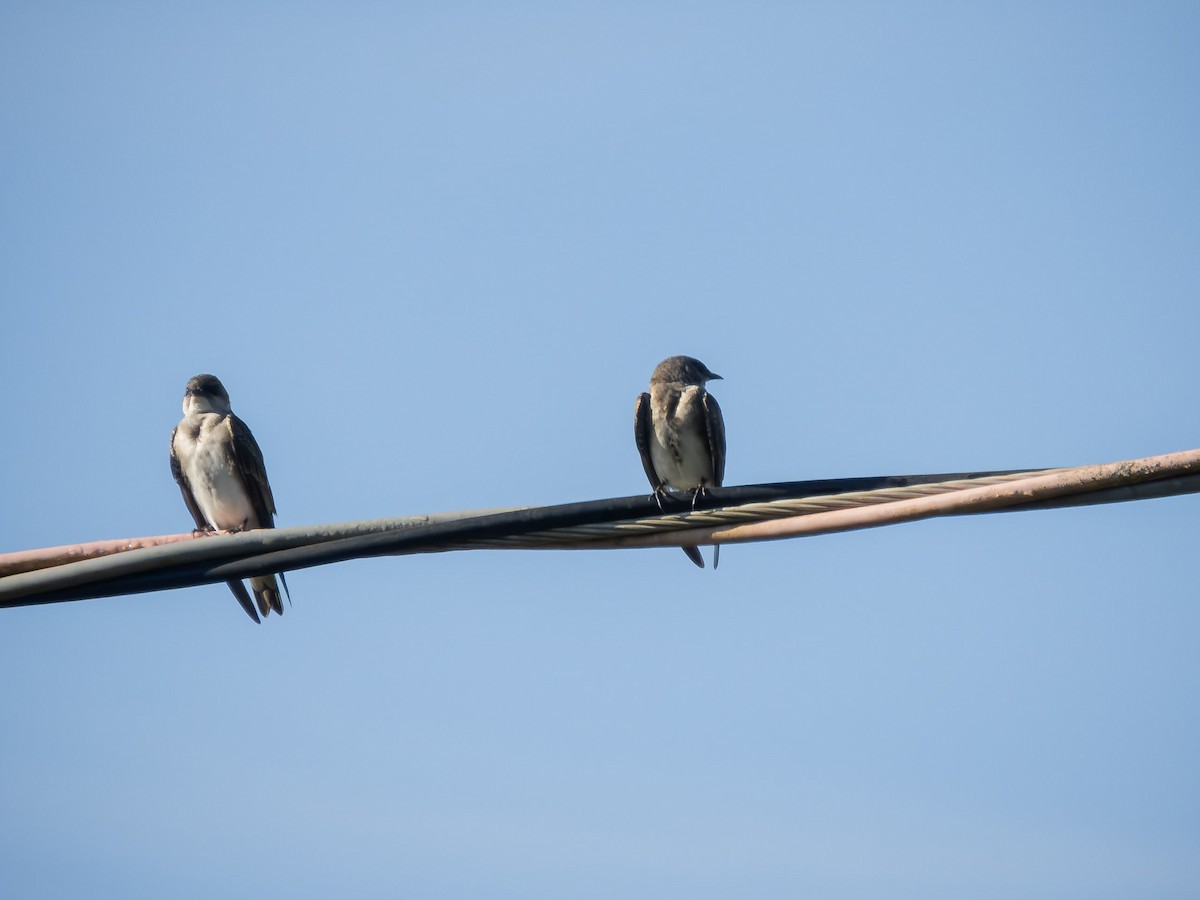 Brown-chested Martin - ML657111408