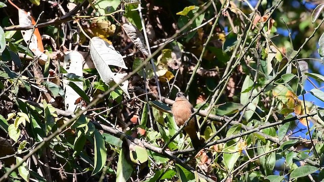 Glaucous-blue Grosbeak - ML657111698