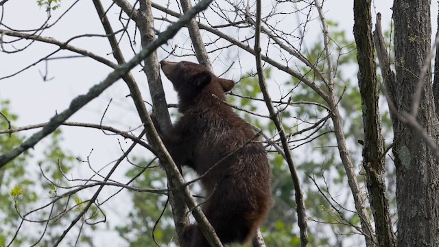 American Black Bear - ML657111789