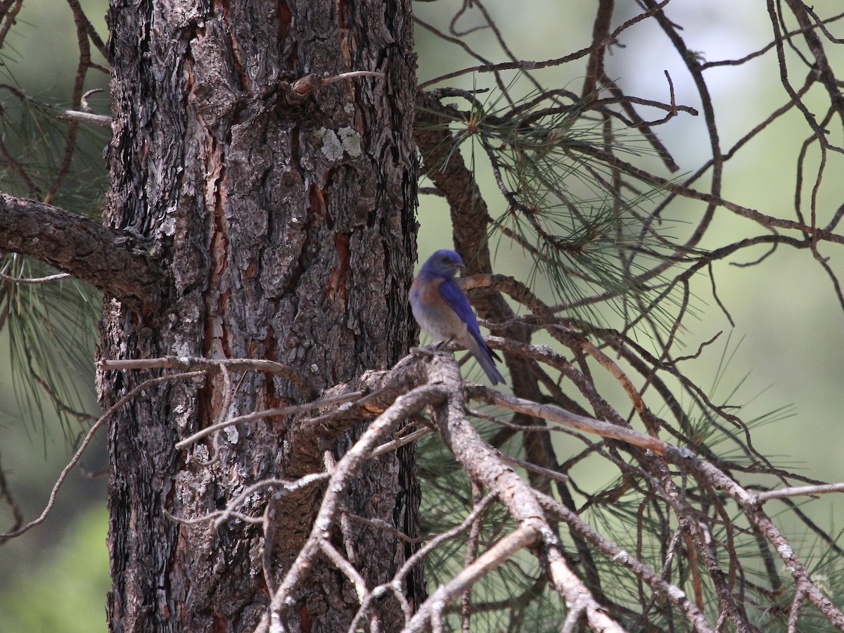 Western Bluebird - Jerry Elling