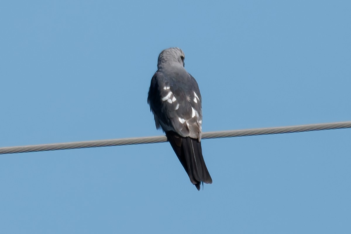 Mississippi Kite - ML657111821