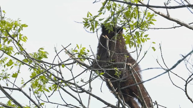 American Black Bear - ML657111828