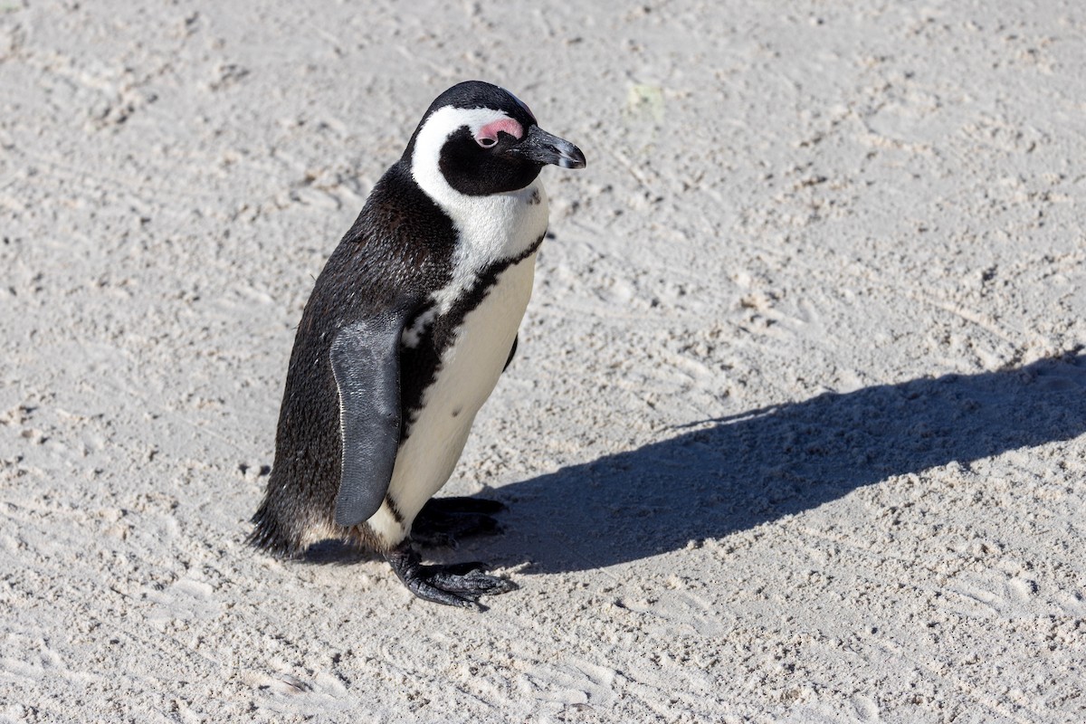 African Penguin - ML657112846