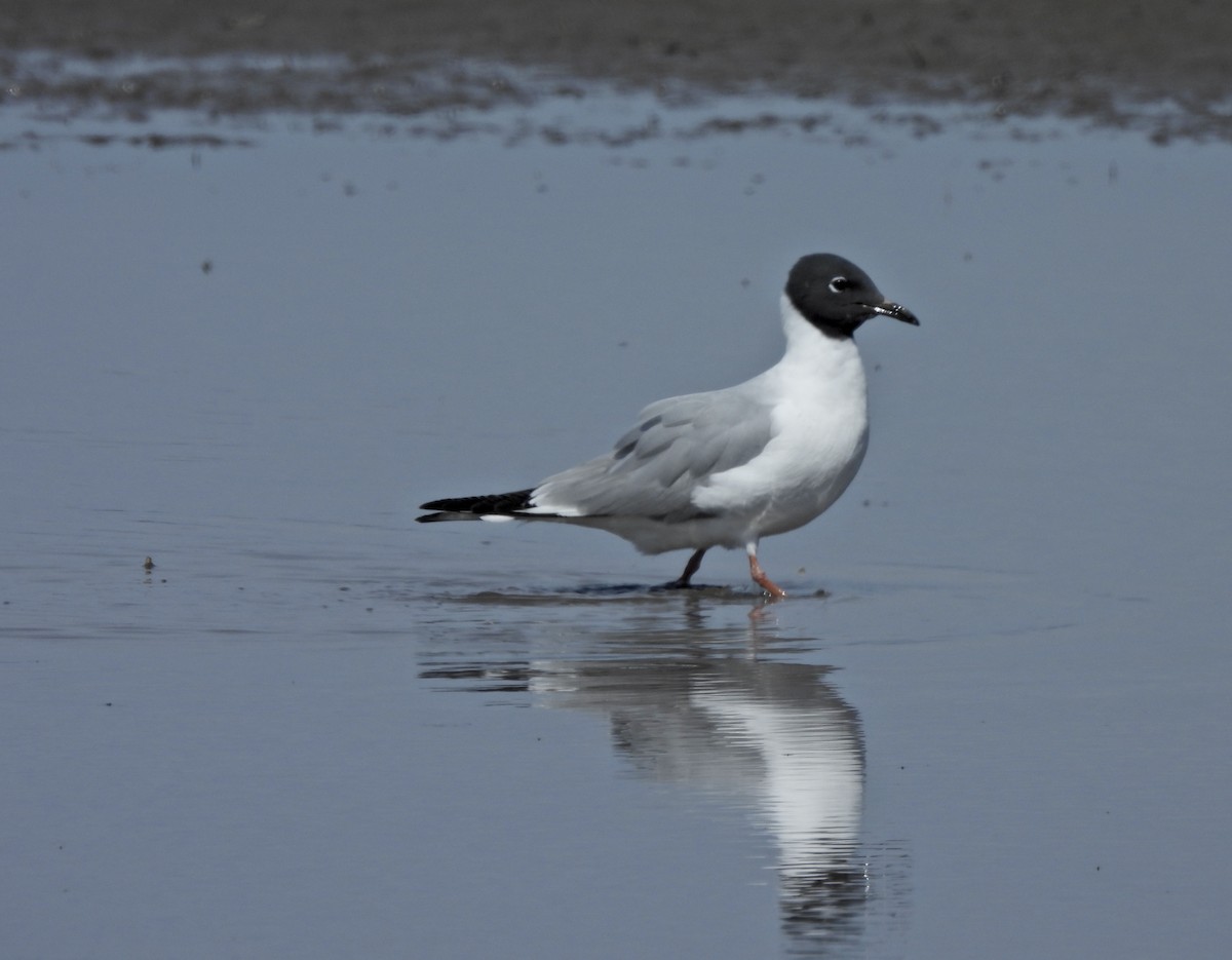 Bonaparte's Gull - ML657113453