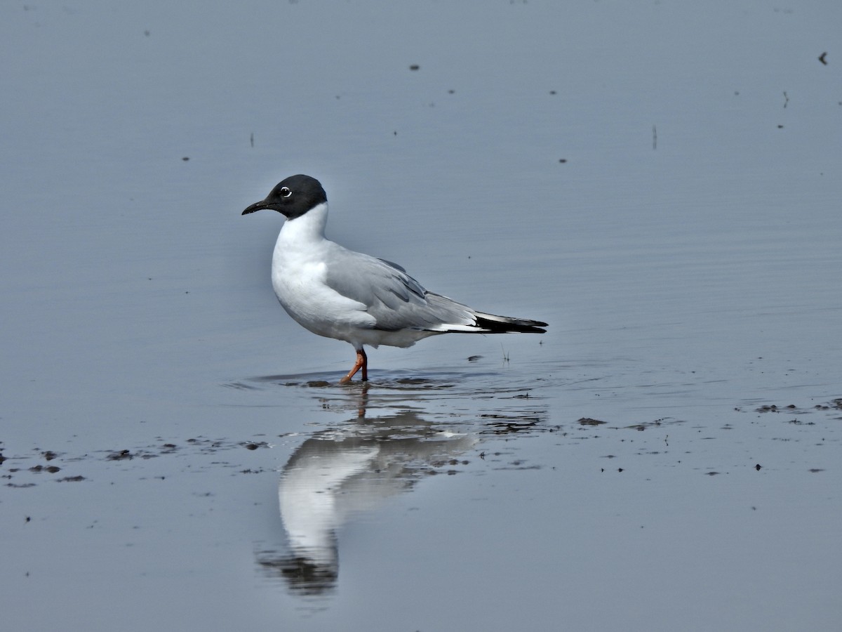 Bonaparte's Gull - ML657113454