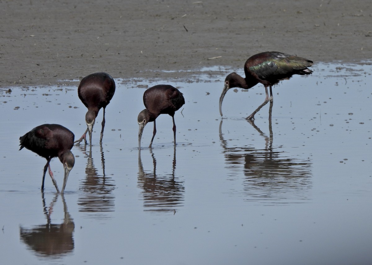 White-faced Ibis - ML657113590
