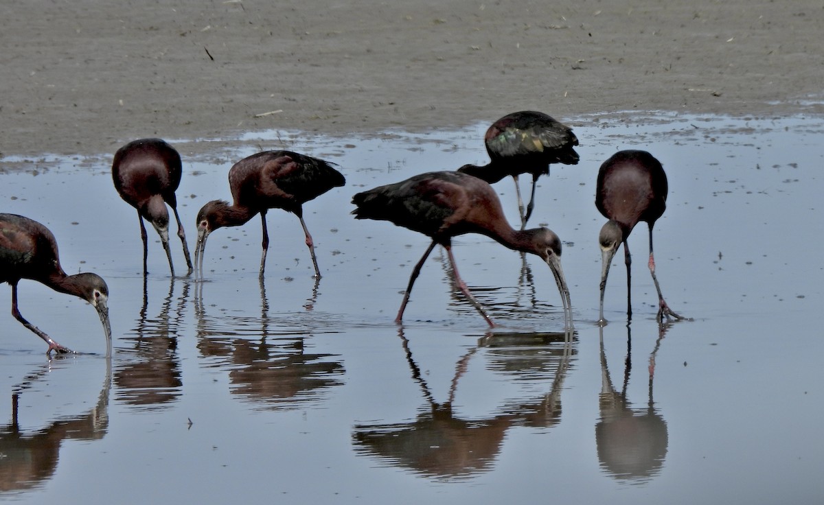 White-faced Ibis - ML657113597