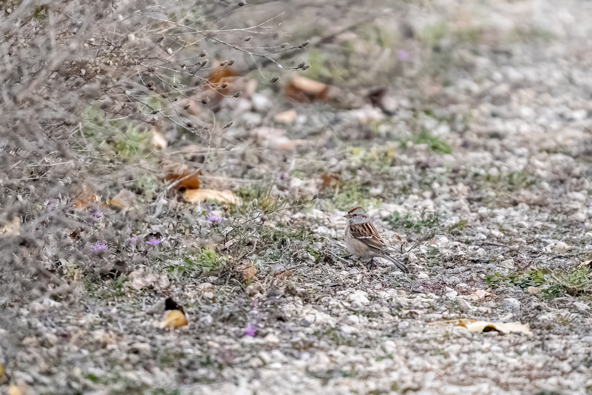 American Tree Sparrow - ML657113900