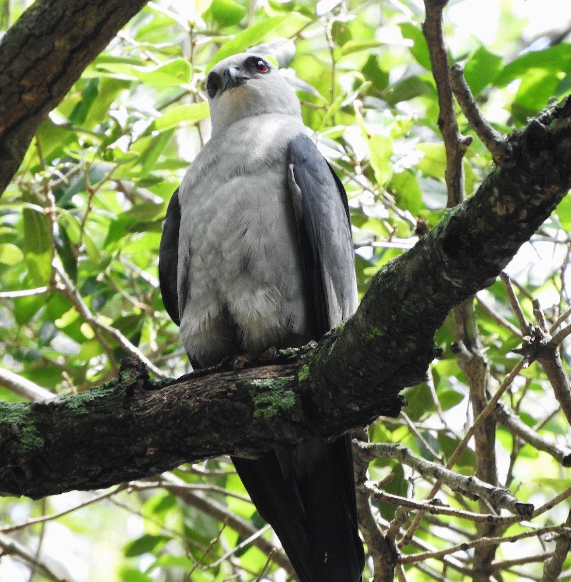 Mississippi Kite - ML657114422