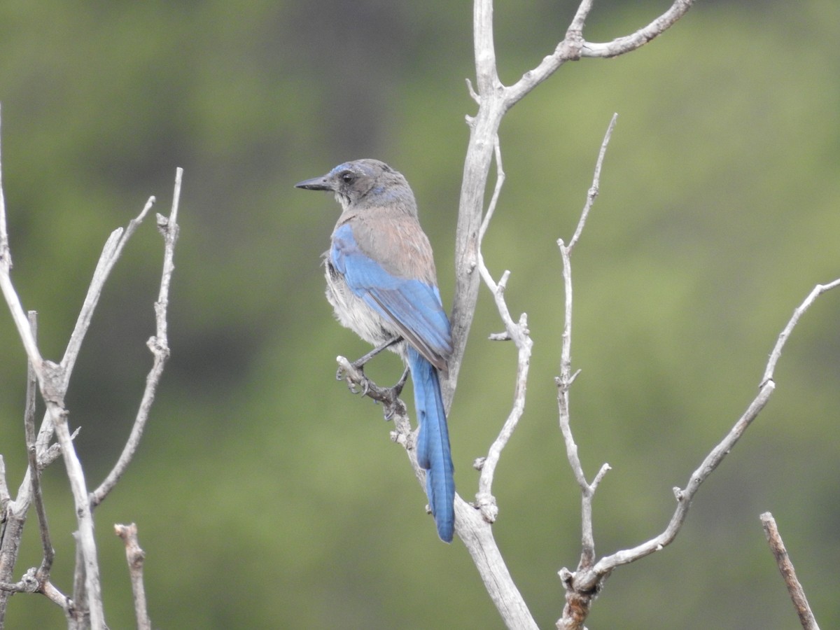 Woodhouse's Scrub-Jay - ML65711611