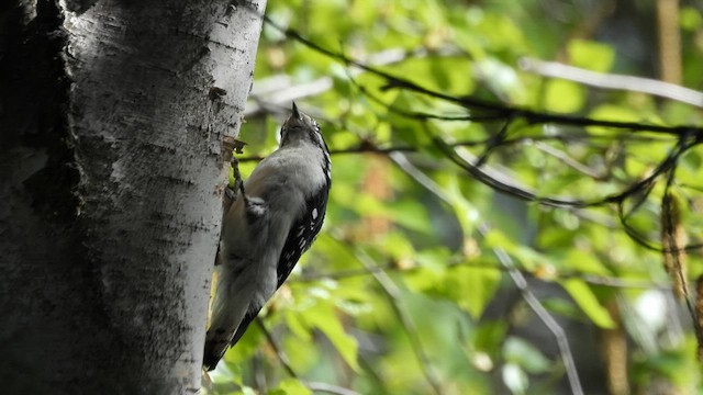 Downy Woodpecker - ML657116258