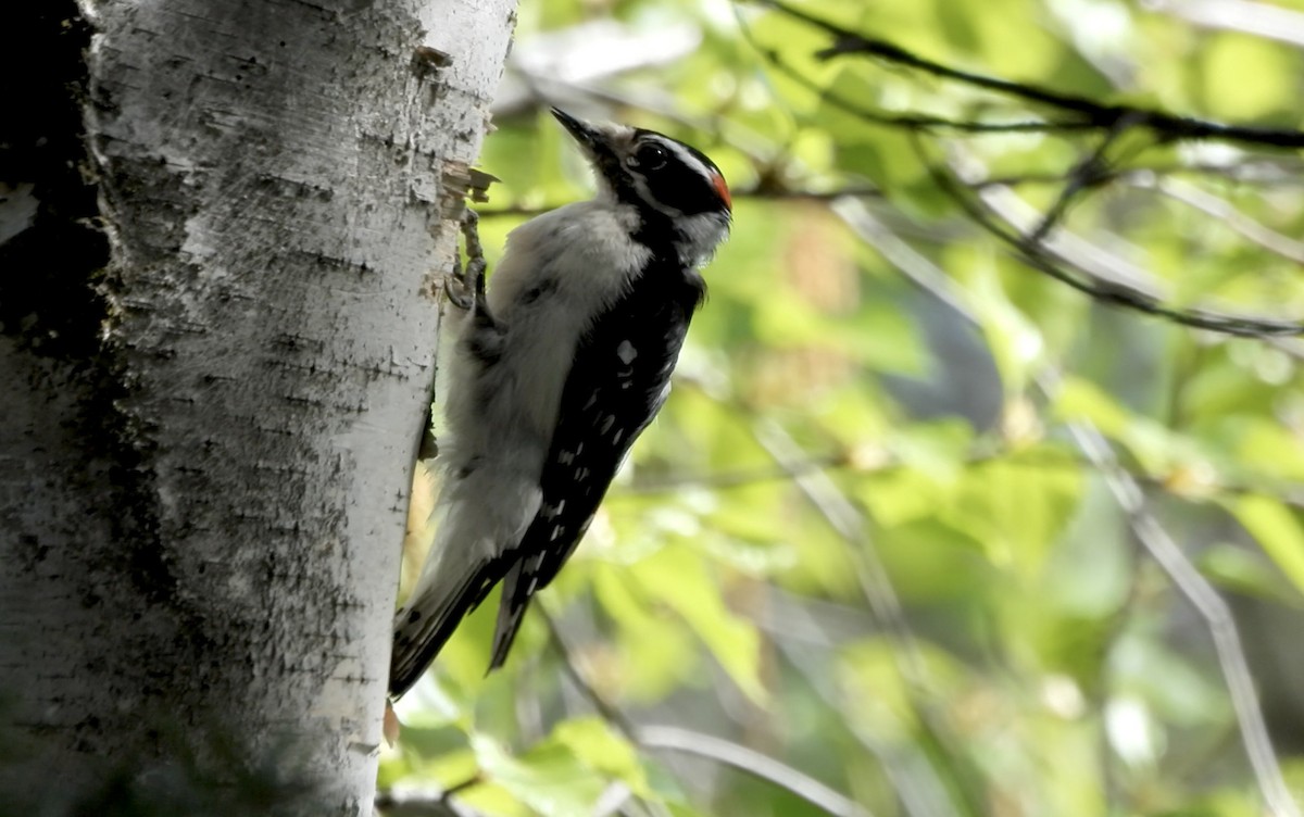 Downy Woodpecker - ML657116313