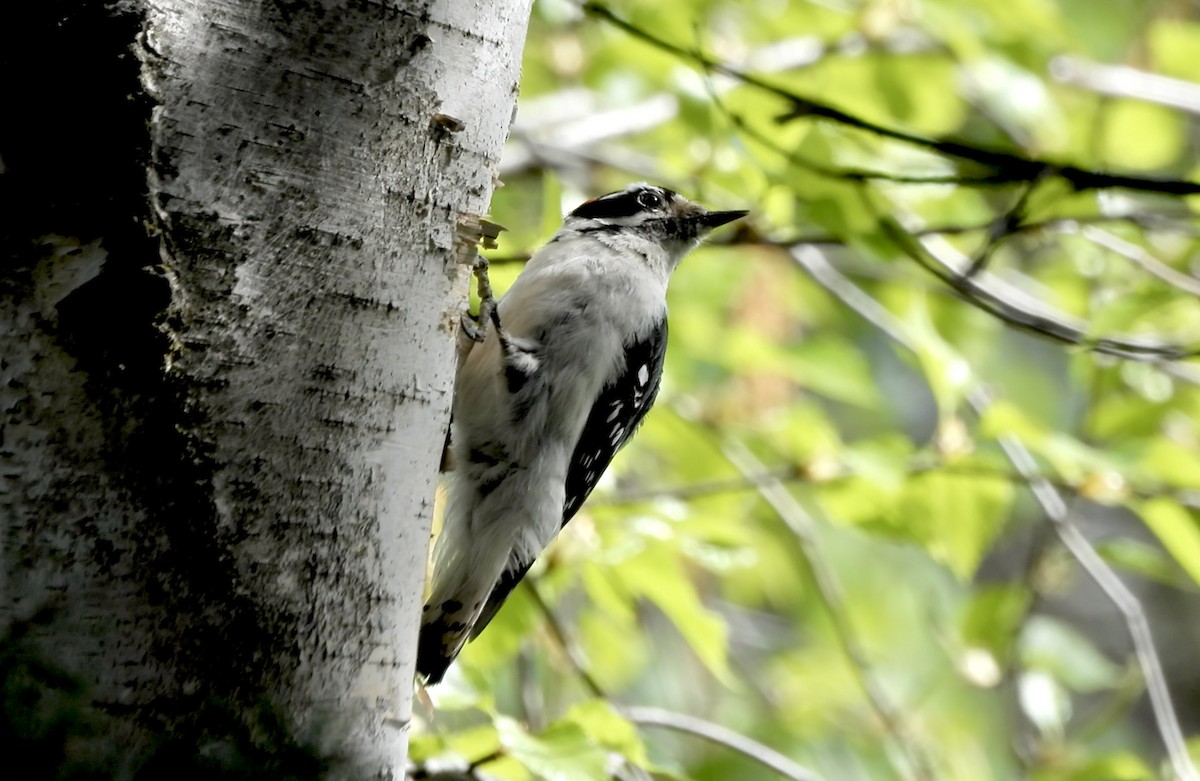 Downy Woodpecker - ML657116315