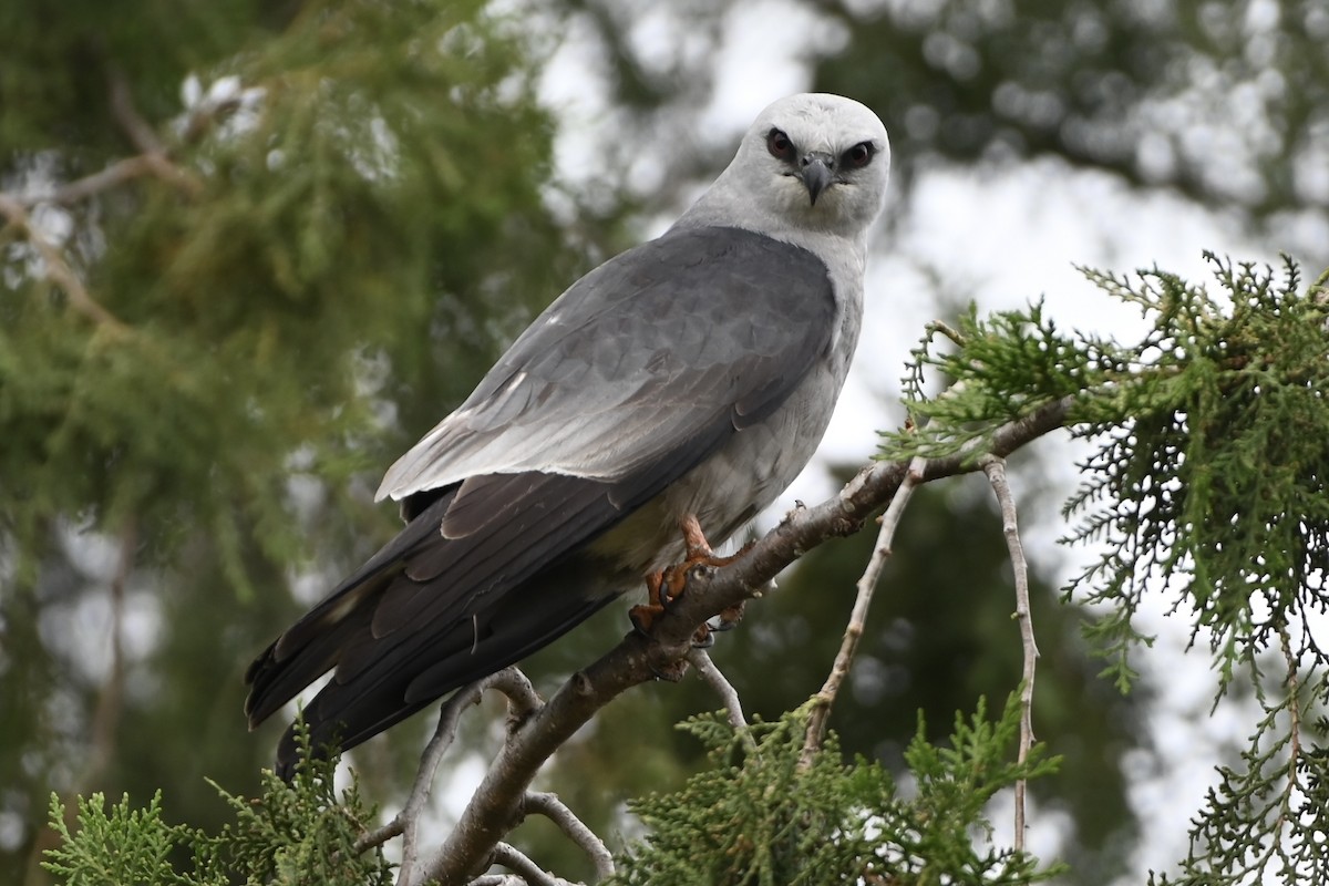 Mississippi Kite - ML657116940