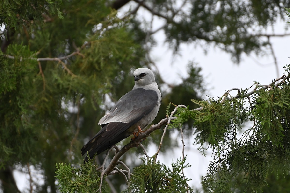 Mississippi Kite - ML657116941