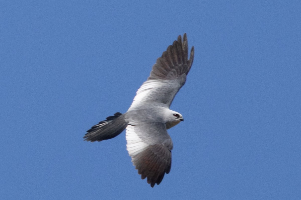 Mississippi Kite - ML657117168
