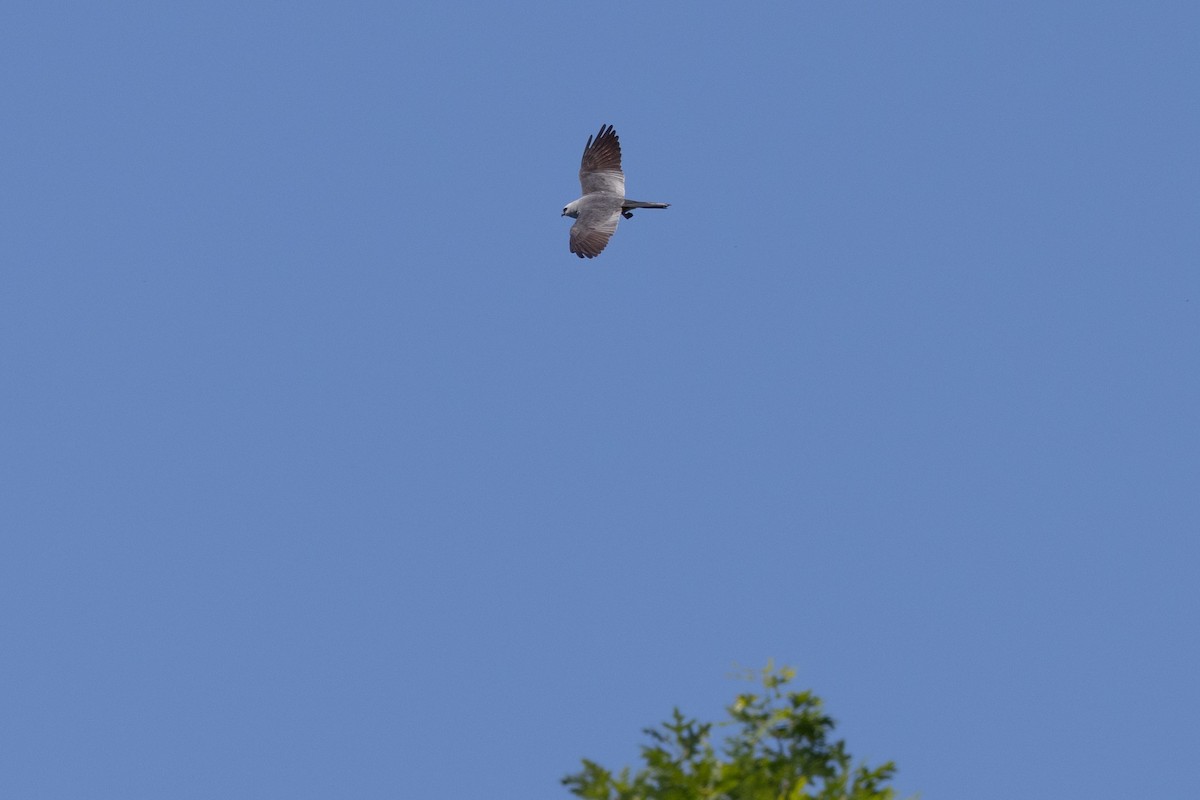 Mississippi Kite - ML657117169