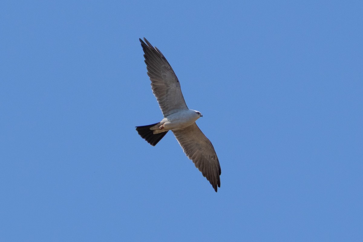 Mississippi Kite - ML657117170