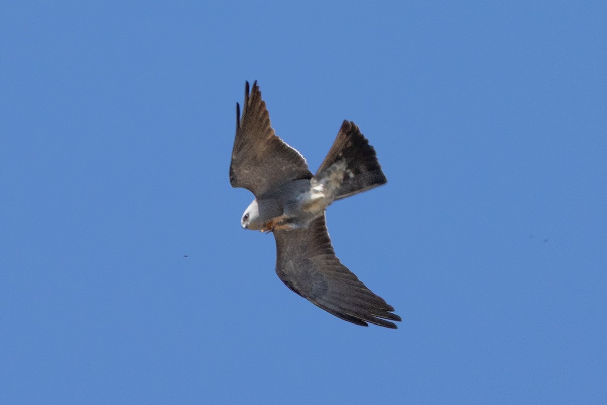 Mississippi Kite - ML657117171