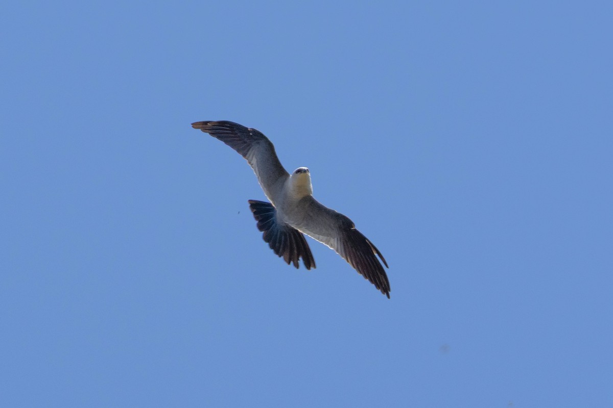 Mississippi Kite - ML657117172