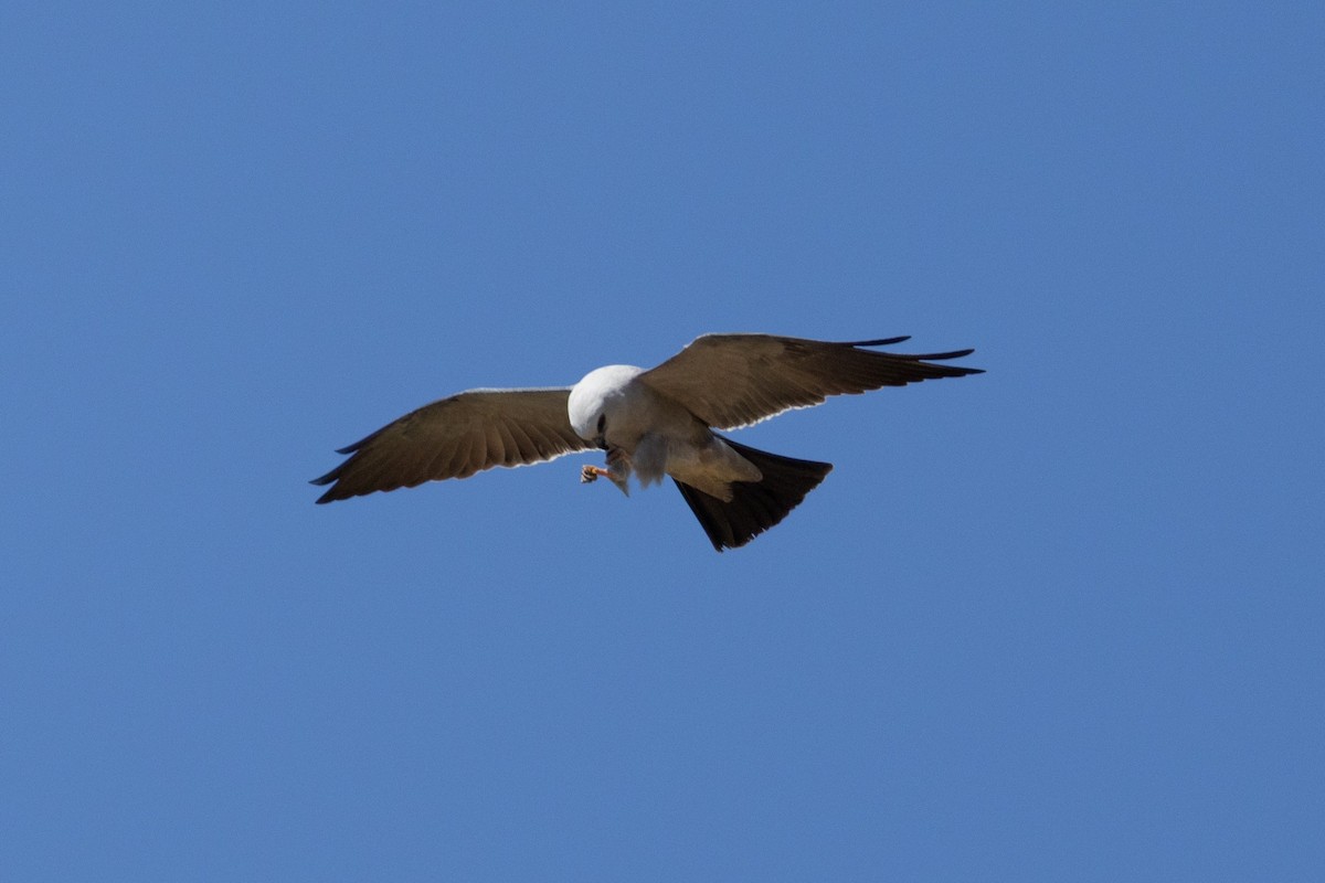 Mississippi Kite - ML657117173