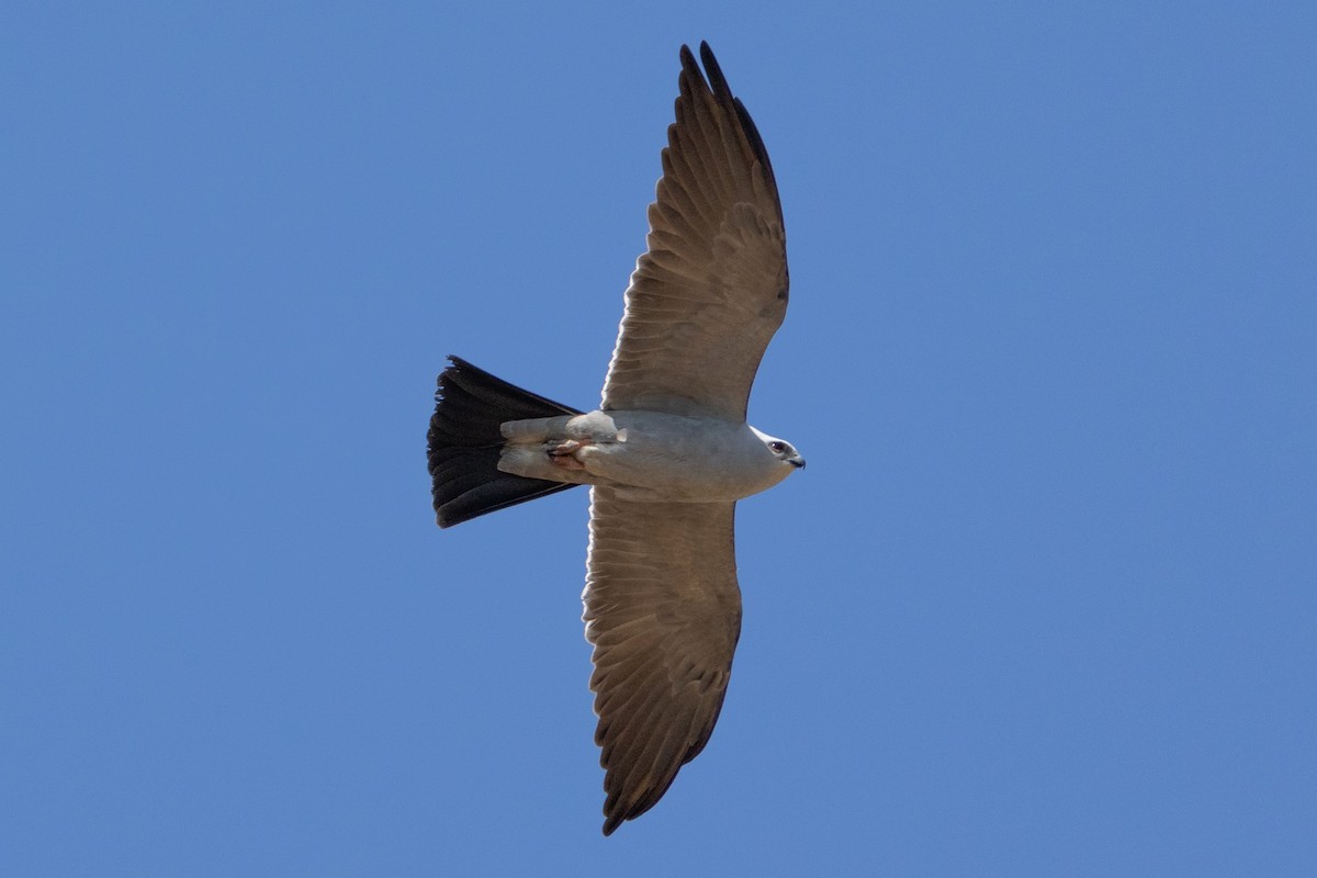 Mississippi Kite - ML657117174