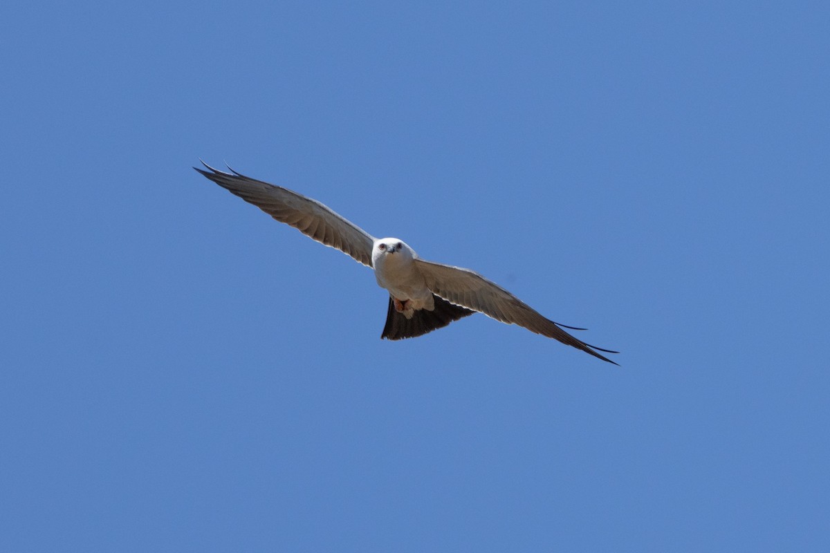 Mississippi Kite - ML657117175